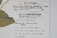 金錢豹藏品圖，第2張