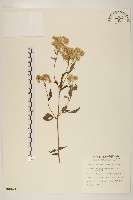 臺灣澤蘭藏品圖，第1張