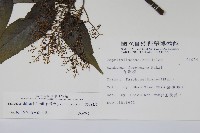 冇骨消藏品圖，第2張