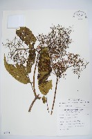 冇骨消藏品圖，第1張