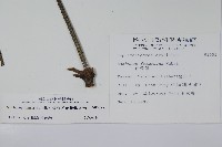 冇骨消藏品圖，第2張