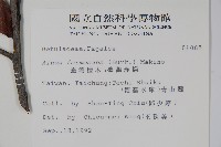 臺灣赤楊、臺灣榿木藏品圖，第2張