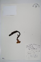 穗花蛇菰藏品圖，第1張