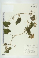 青牛膽藏品圖，第1張