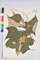 白匏子藏品圖，第1張