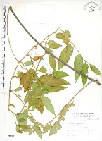 火炭母草、清飯藤藏品圖，第1張