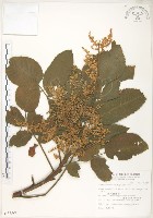 羅氏鹽膚木藏品圖，第1張