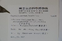 狹葉莢迷藏品圖，第2張