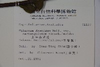 狹葉莢迷藏品圖，第2張