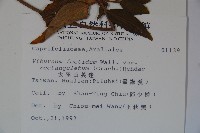 狹葉莢迷藏品圖，第2張