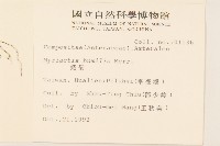 矮菊藏品圖，第2張