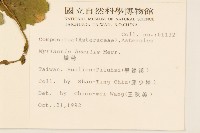 矮菊藏品圖，第2張