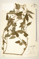 蔓黃菀藏品圖，第1張