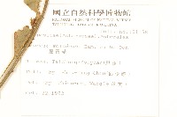 蔓黃菀藏品圖，第2張