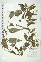 蔓黃菀藏品圖，第1張