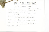 蔓黃菀藏品圖，第2張