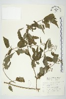 蔓黃菀藏品圖，第1張