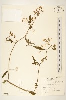 蔓黃菀藏品圖，第1張