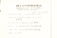 蔓黃菀藏品圖，第2張