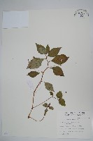 紫花鳳仙花藏品圖，第1張