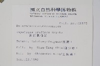 紫花鳳仙花藏品圖，第2張