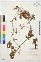 小木通藏品圖，第1張