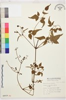 小木通藏品圖，第1張