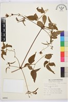 小木通藏品圖，第1張