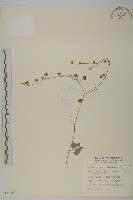 阿里山繁縷藏品圖，第1張