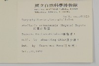 阿里山繁縷藏品圖，第2張