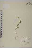 阿里山繁縷藏品圖，第1張