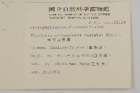 阿里山繁縷藏品圖，第2張