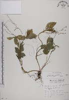 鴨兒芹藏品圖，第1張