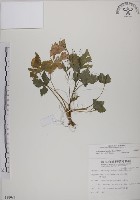 鴨兒芹藏品圖，第1張