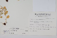 普刺特草藏品圖，第2張