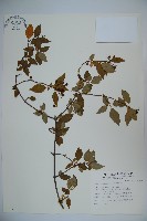 狹葉莢迷藏品圖，第1張