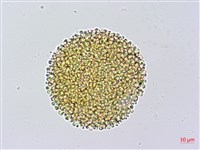 牻牛兒苗藏品圖，第1張