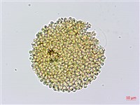 牻牛兒苗藏品圖，第2張