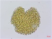 牻牛兒苗藏品圖，第3張