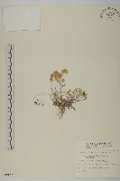 蓬萊籟簫藏品圖，第1張