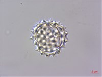 蓬萊籟簫藏品圖，第2張