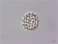 蓬萊籟簫藏品圖，第3張