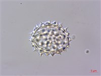 蓬萊籟簫藏品圖，第4張