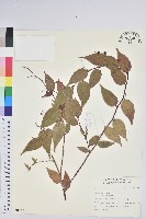 白珠樹藏品圖，第1張