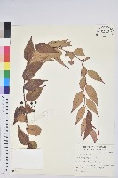 白珠樹藏品圖，第1張