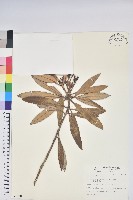 臺灣杜鵑藏品圖，第1張