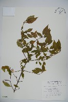 狹葉莢迷藏品圖，第1張