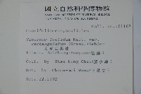 狹葉莢迷藏品圖，第2張