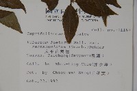 狹葉莢迷藏品圖，第2張