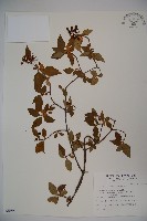 狹葉莢迷藏品圖，第1張